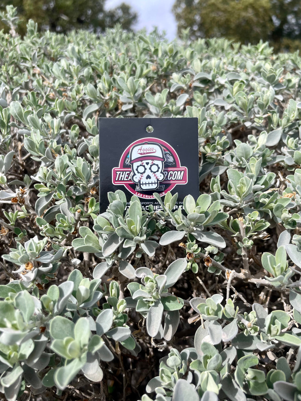 Los Aggies Sugar Skull Pin